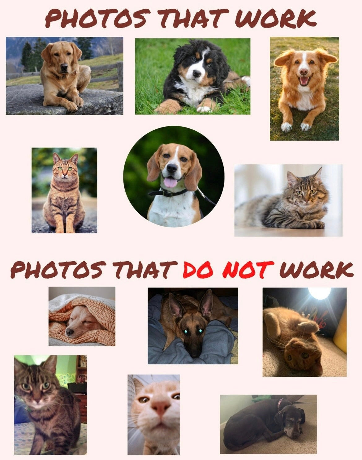 Custom Pet Glass Beer Mug | Personalized Image of you Pet